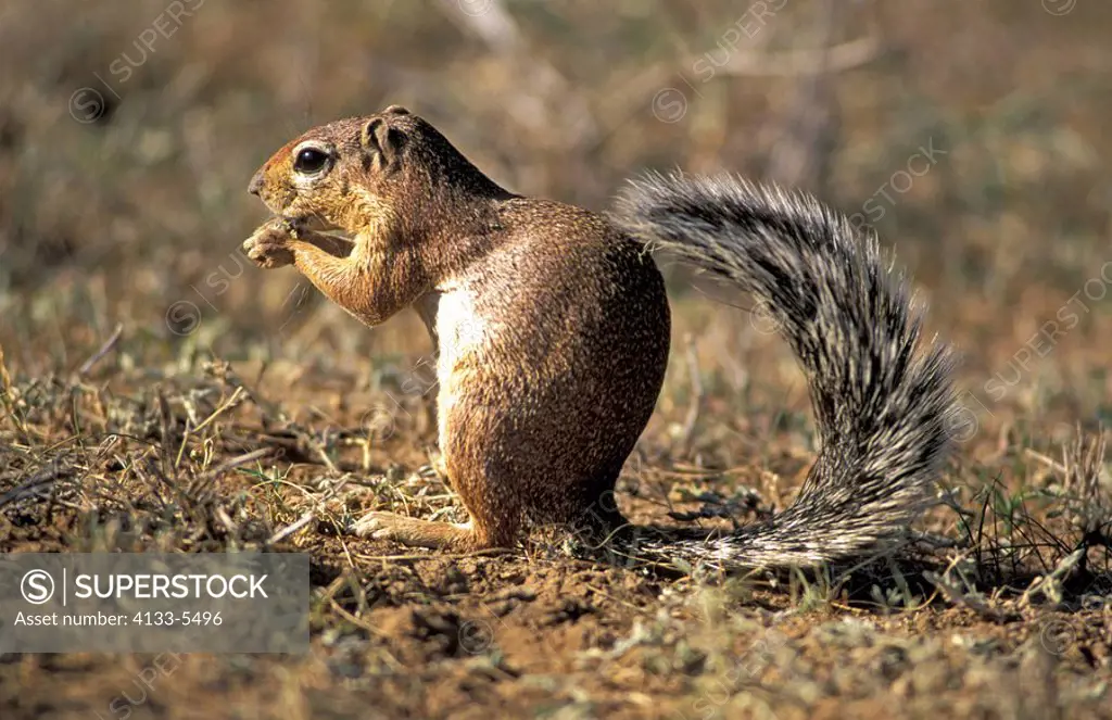 Ground Squirrel,Xerus rutilus,Samburu Game Reserve,Kenya,Africa,adult feeding