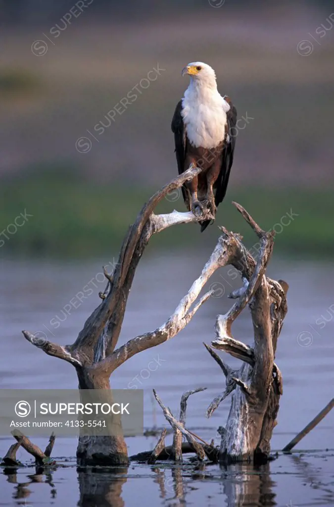 African Fish Eagle,Haliaeetus vocifer,Chobe Nationalpark,Botswana,Africa,adult on branch