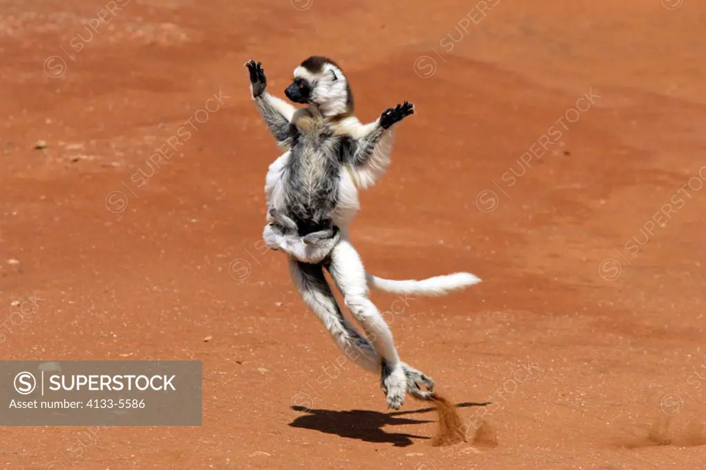 Verreaux`s Sifaka, Propithecus verreauxi coronatus, Berenty Game Reserve, Madagascar, adult female with young jumping