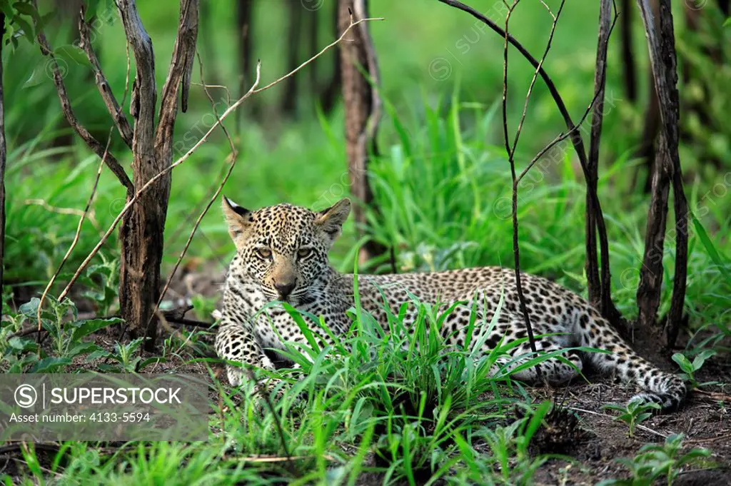 Leopard,Panthera pardus,Kruger National Park,South Africa,Sabisabi Private Game Reserve,young cub resting in grass