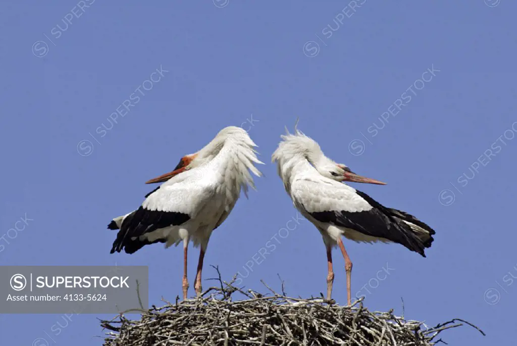 White Stork , Ciconia ciconia , Germany , Europe , adult couple on nest