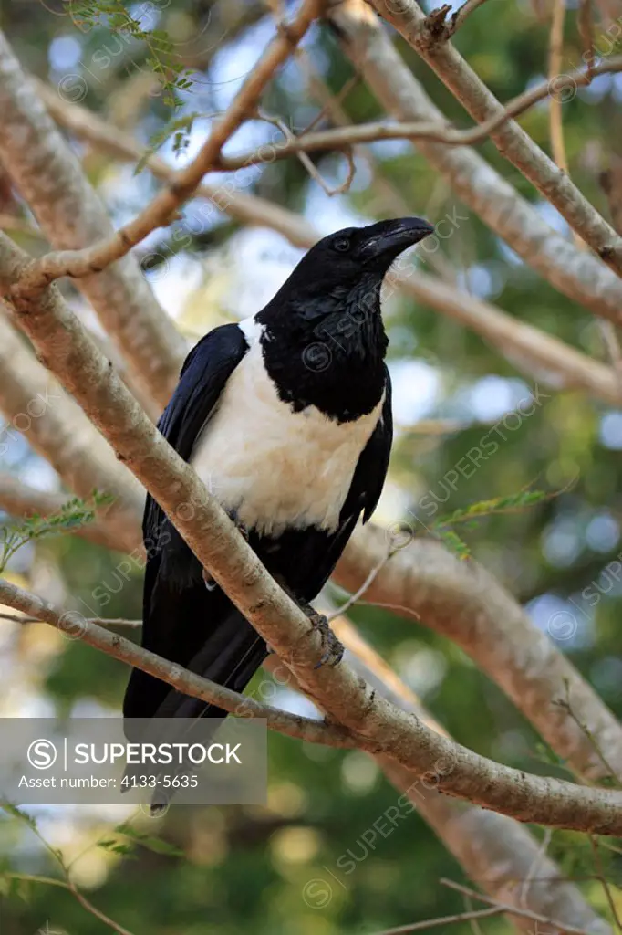 Pied Crow, Corvus albus, Berenty Game Reserve, Madagascar, adult on tree