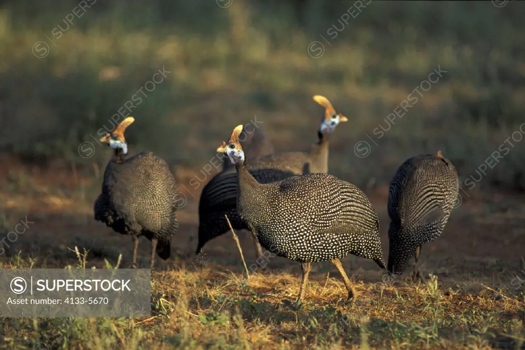 Helmeted Guineafowl , Numida meleagris , Kruger National Park , South Africa , Africa , group of adults