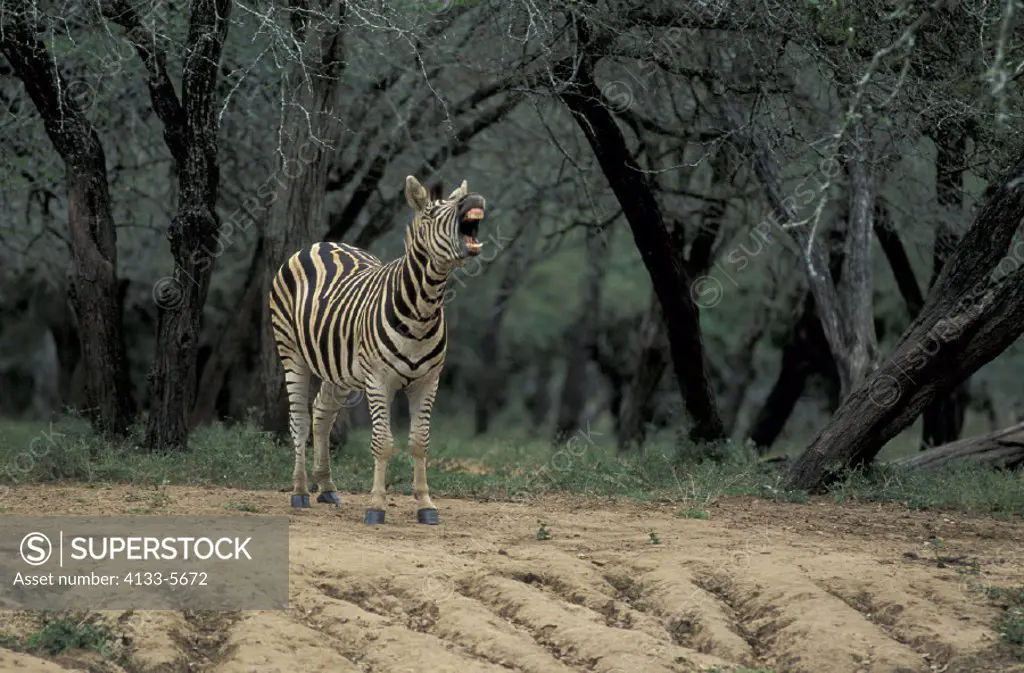Plains Zebra Burchell , Zebra Equus burchelli antiquorum , Mkuzi Game Reserve , South Africa , Africa , Adult male calling
