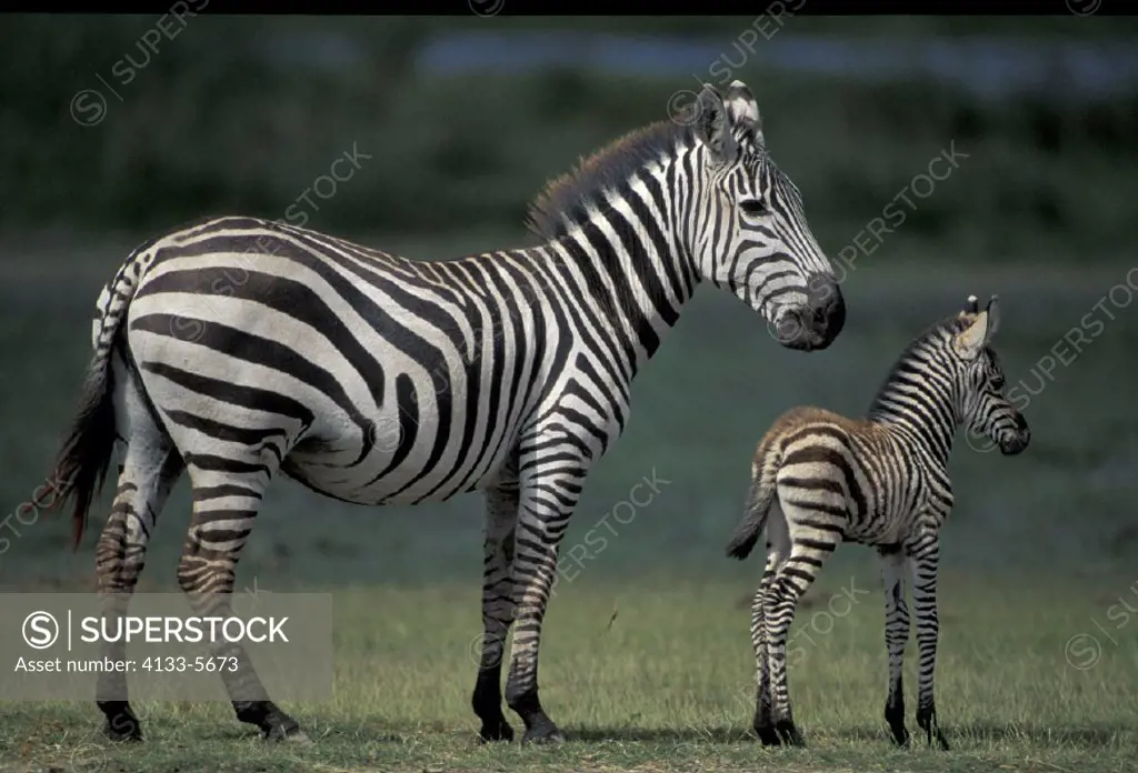 Plains Zebra Boehm , Zebra Equus burchelli boehmi , Kenya , Africa , Amboseli National Park , Adult with young