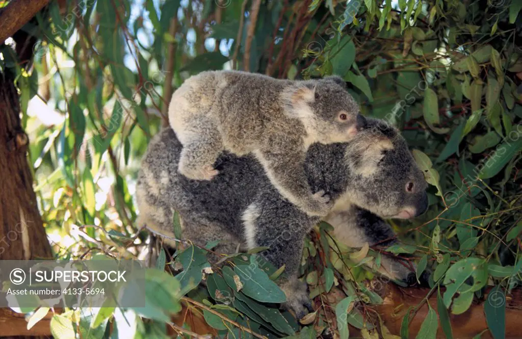 Koala,Phascolarctos cinereus,Australia,mother with baby on back searching for food