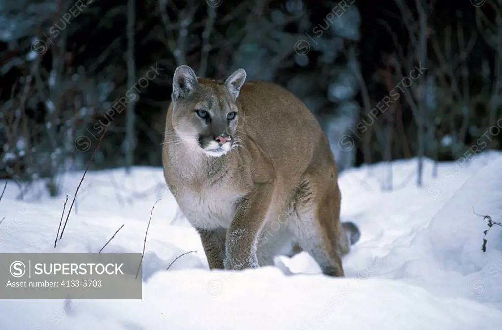 Mountain Lion,Felis concolor,Montana,USA,adult in snow in winter