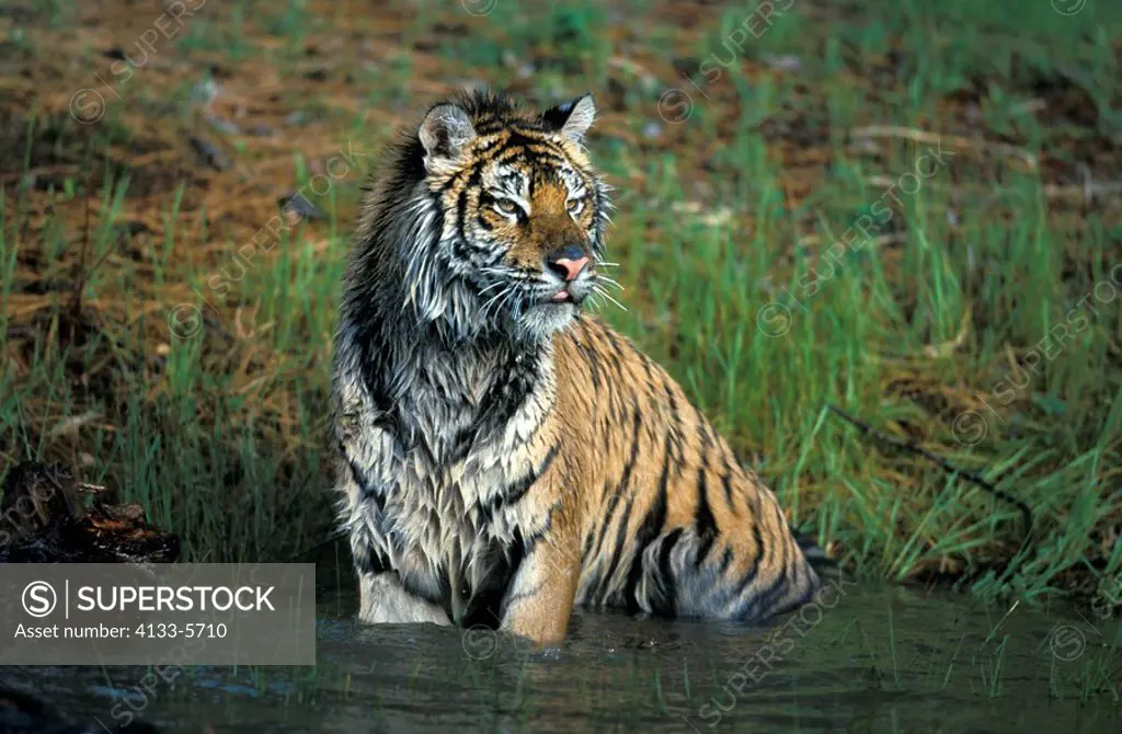 Siberian Tiger,Panthera tigris altaica,Asia,adult in water