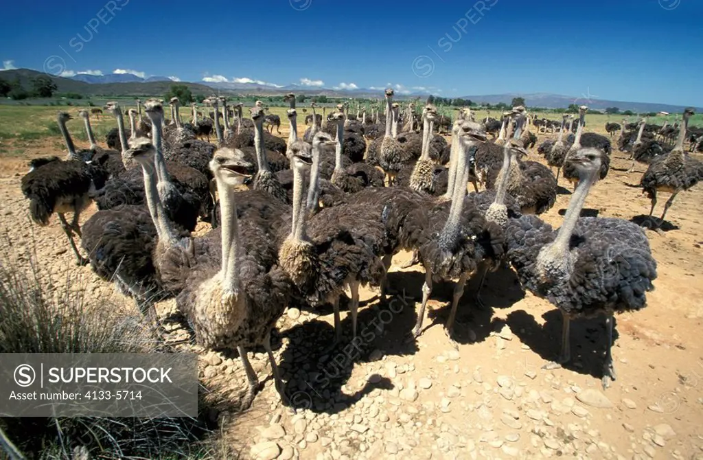 South African Ostrich,Struthio camelus australis,Oudtshoorn,Karoo,South Africa,Africa,group of adult females at ostrich farm
