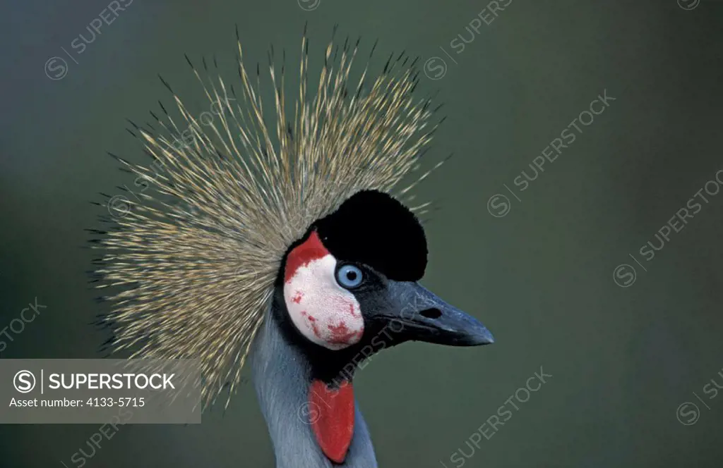 Crowned Crane, Balearica regulorum, Africa, adult portrait