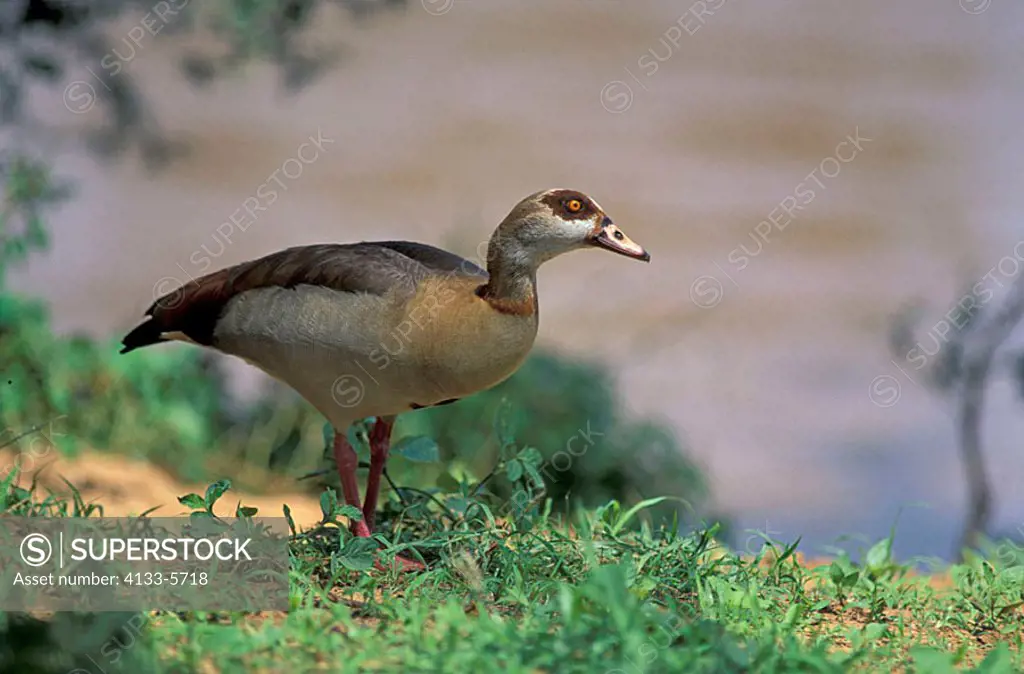 Egyptian Goose Alopochen aegyptiacus Samburu Game Reserve Kenya Africa
