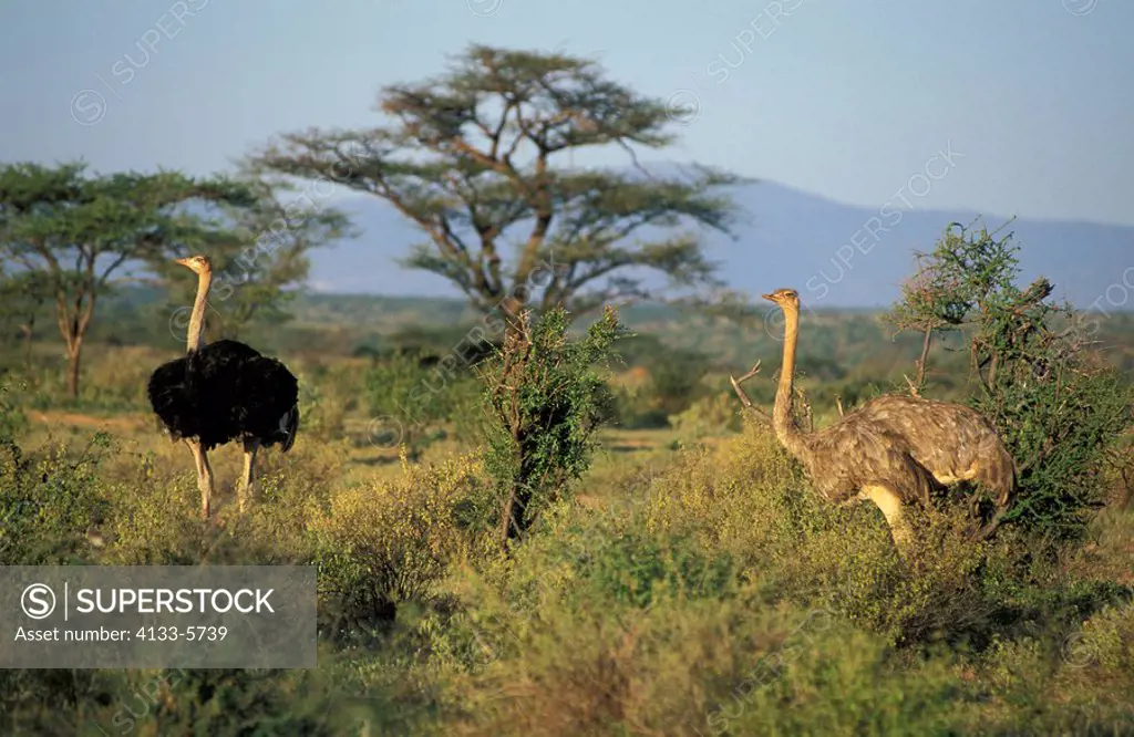 Somali Ostrich,Struthio c  molybdophanes,Samburu Game Reserve,Kenya,Africa,adult couple