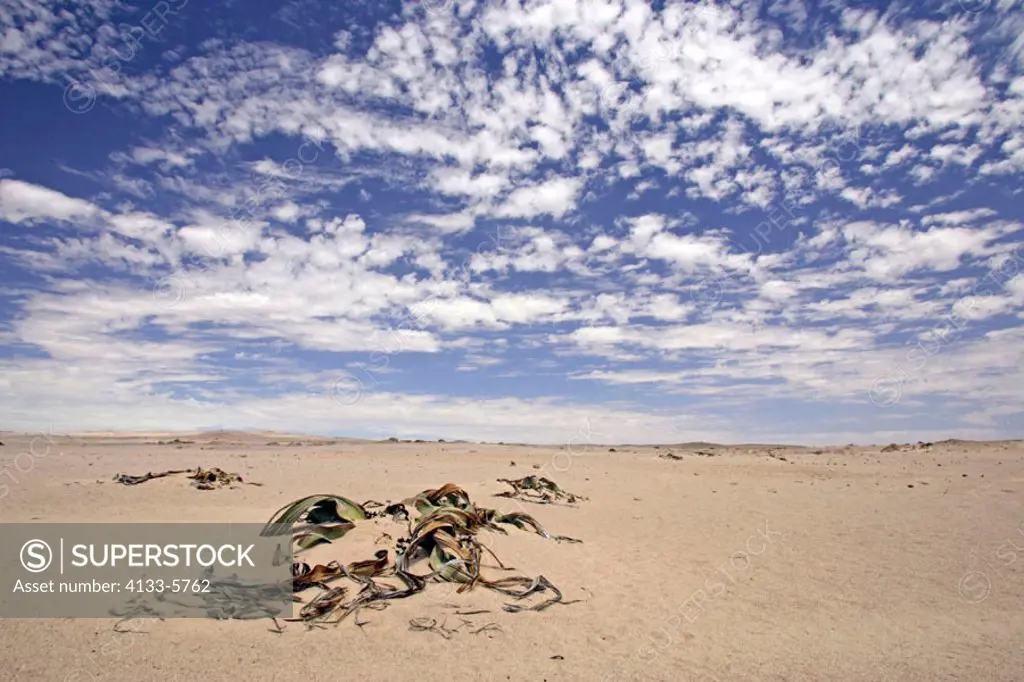 Welwitschia Plant, Welwitschia mirabellis, Namib Desert, Namibia, plant in desert