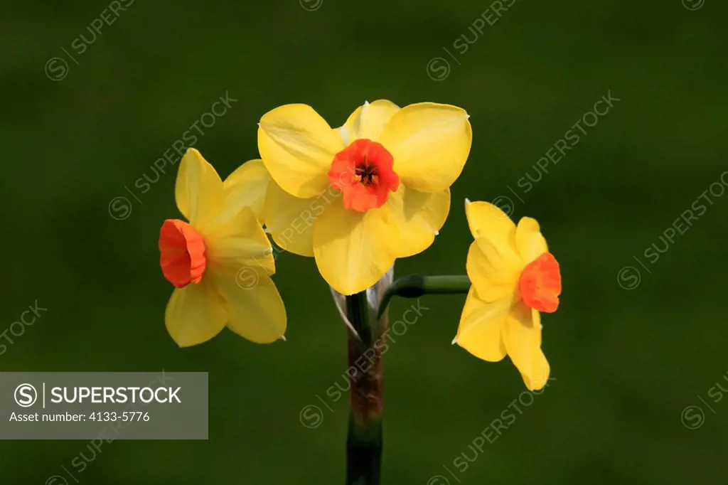 Daffodil,daff,Narcissus,Ellerstadt,Germany,Europe,blooming