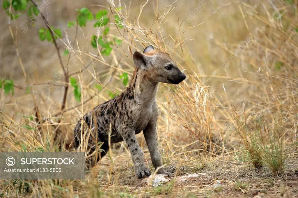 Spotted Hyaena,Crocuta crocuta,Kruger National Park,South Africa,young cub