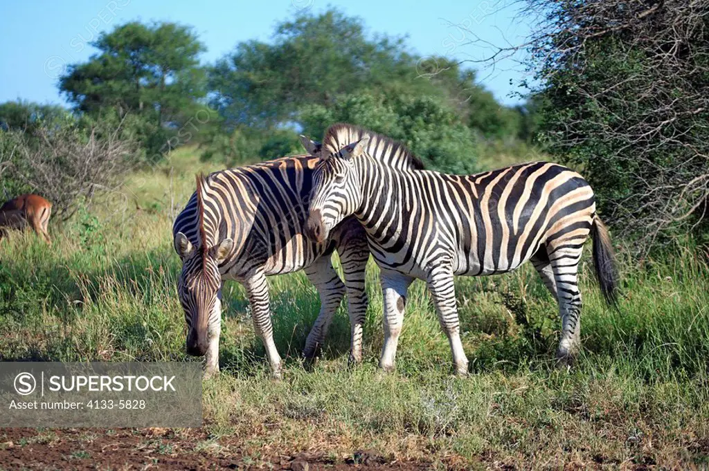 Plains Zebra,Burchell´s Zebra,Equus burchelli boehmi,Kruger Nationalpark,South Africa,Africa,two adults