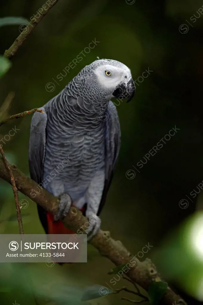 Grey Parrot,Psittacus erithacus timneh,West Africa,Central Africa,adult on tree