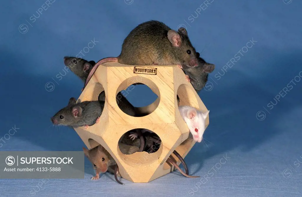 House Mouse,Mus musculus,Germany,adults in wooden toy