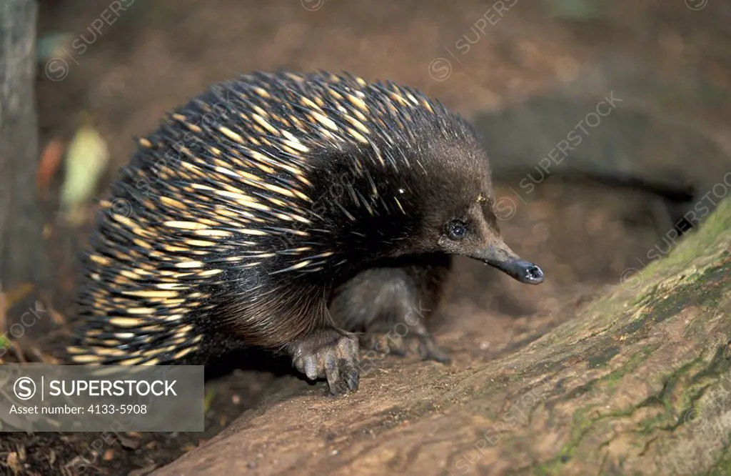 Short beaked Echidna,Tachyglossus aculeatus,Australia,adult searching for food