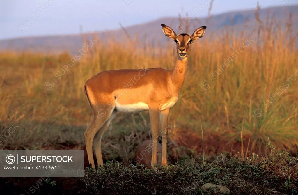 Impala,Aepyceros melampus,Kwazulu Natal,South Africa,Africa,adult female