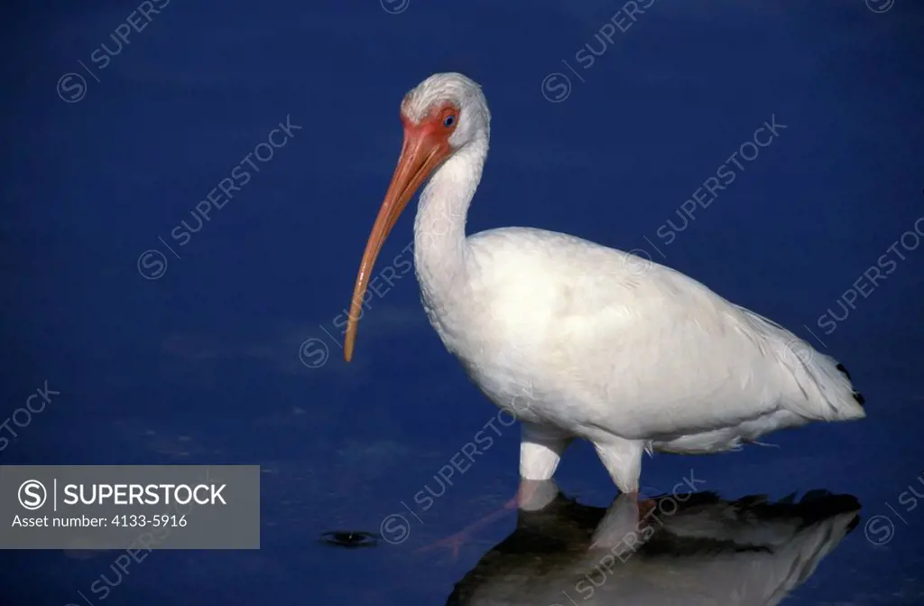 White Ibis,Eudocimus albus,Sanibel Isalnd,Florida,USA,adult in water searching for food