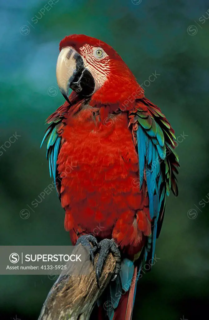 Red Blue and Green Macaw Ara chloroptera South America