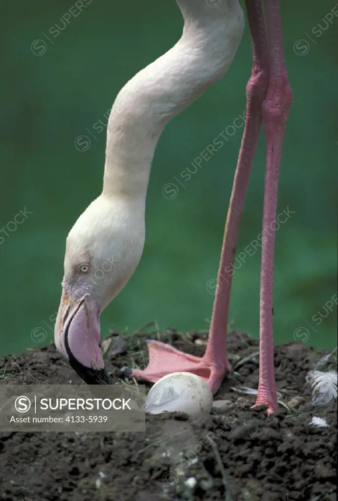 European Flamingo , Grater Flamingo , Phoenicopterus ruber roseus , Africa , Europe , adult portrait on nest with egg