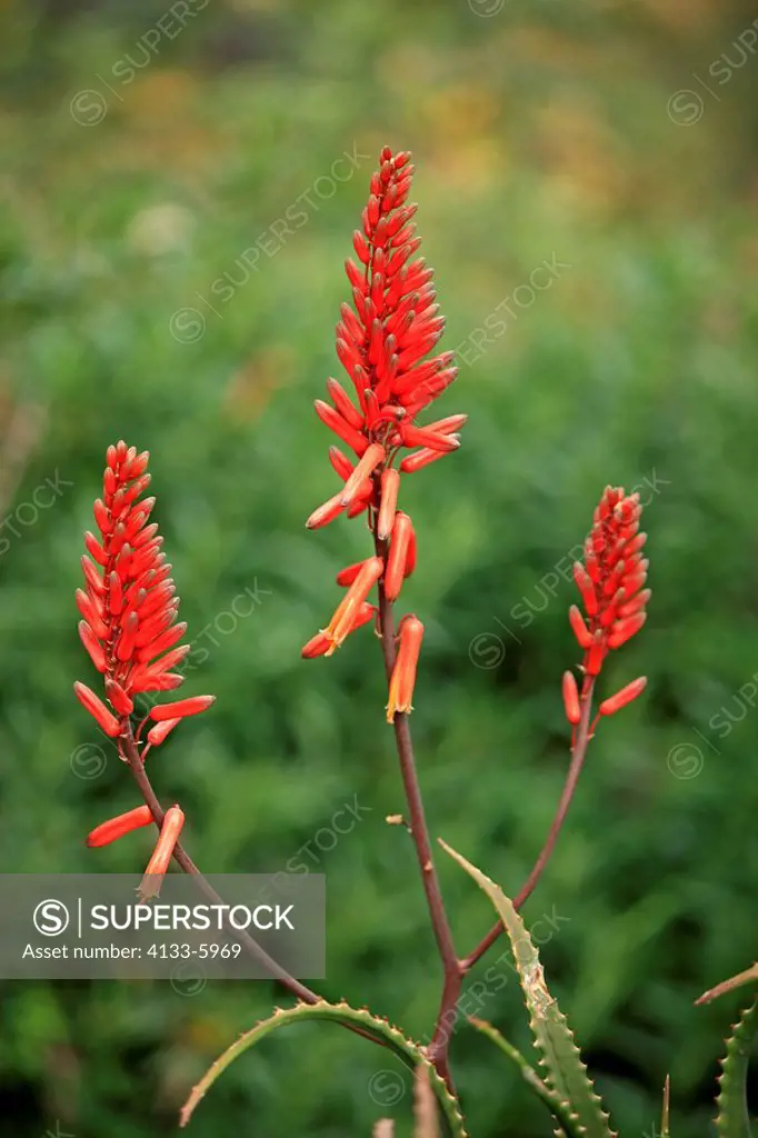 Spiny Aloe,Aloe africana,South Africa,Africa,blooming