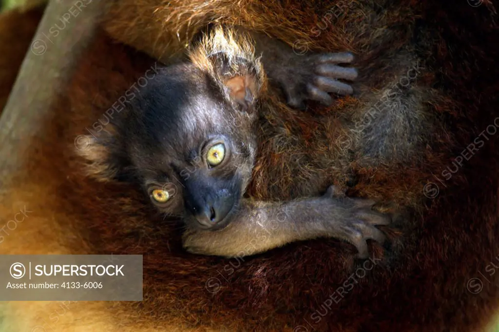 Black Lemur, Lemur macaco, Nosy Komba, Madagascar, baby
