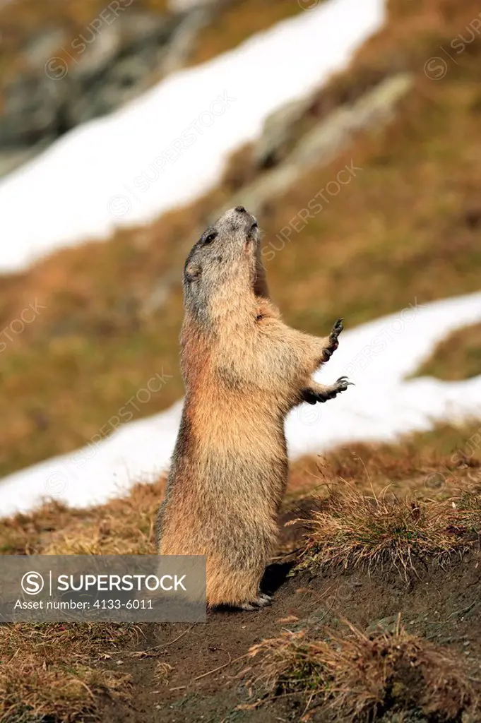 Alpine Marmot,Marmota marmota,Grossglockner Massif,National Park Hohe Tauern,Austria,Alps,Europe,adult