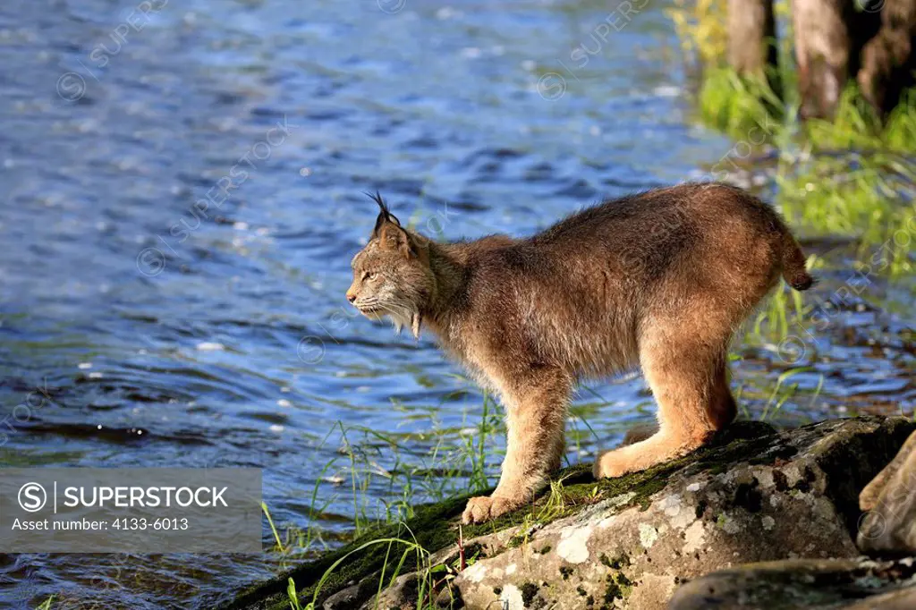 Lynx,Lynx canadensis,Minnesota,USA,adult on rock at water