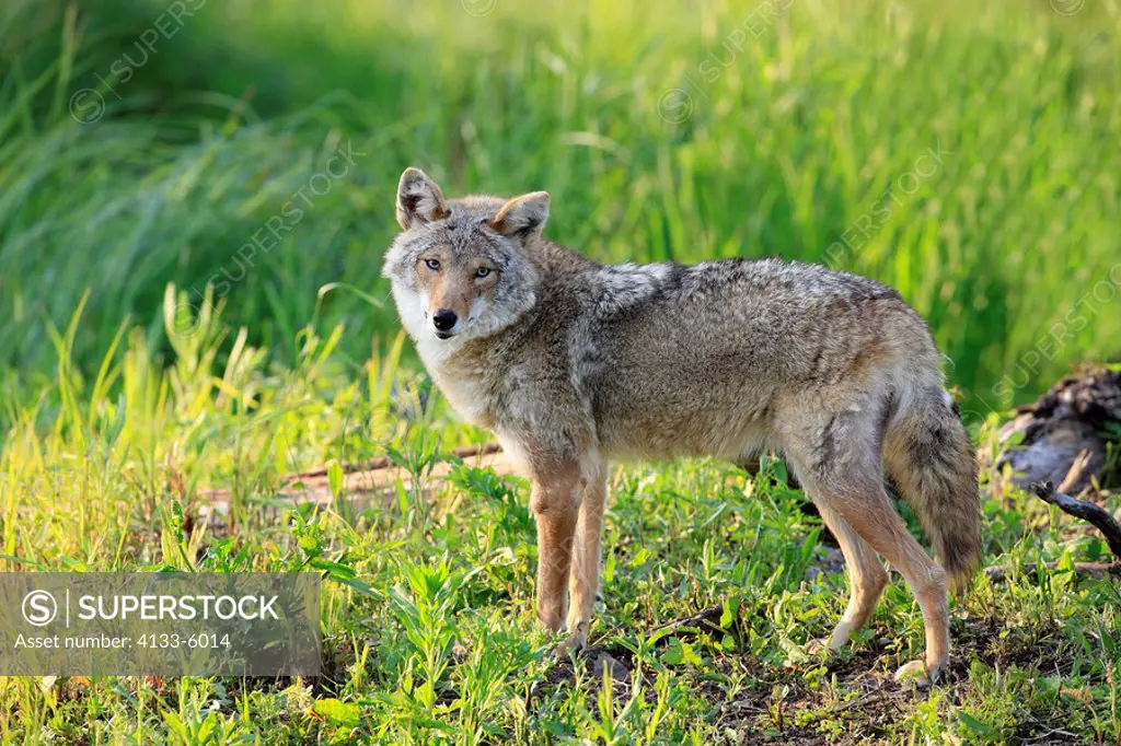Coyote,Canis latrans,Minnesota,USA,adult on meadow