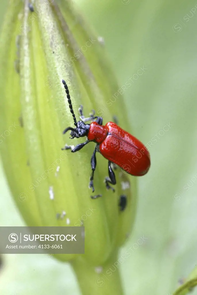 Lily leaf beetle , Lilioceris lilii , Germany , beetle