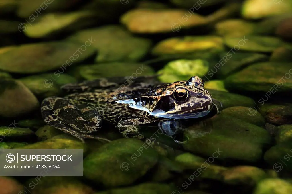 Common European Frog,Rana temporaria,Germany,in garden pond