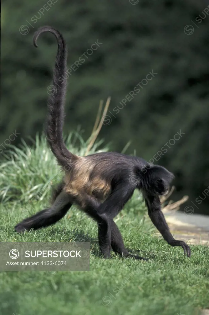 Spider Monkey , Primate , Primates , Ateles geoffroyi , South America , Adult walking , tail in upright position