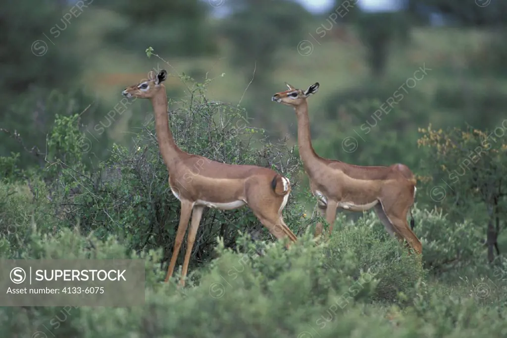 Gerenuk , Litocranius walleri , Samburu Game Reserve , Kenya , Africa , Adult female