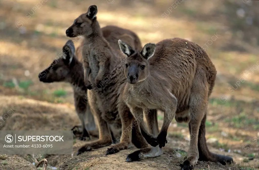 Kangaroo Island Kangaroo,Macropus fuliginosus fuliginosus,Kangaroo Island,Australien,family