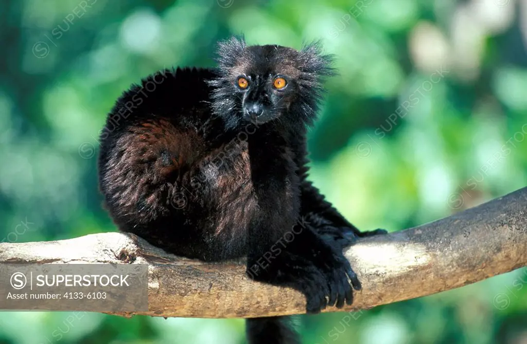 Black Lemur,Lemur macaco,Nosy Komba,Madagascar,Africa,adult male on tree