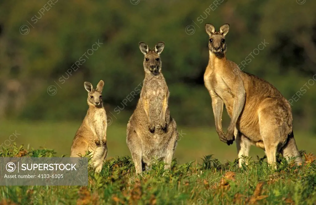 Eastern Grey Kangaroo,Macropus giganteus,Australia,adult female and male with young