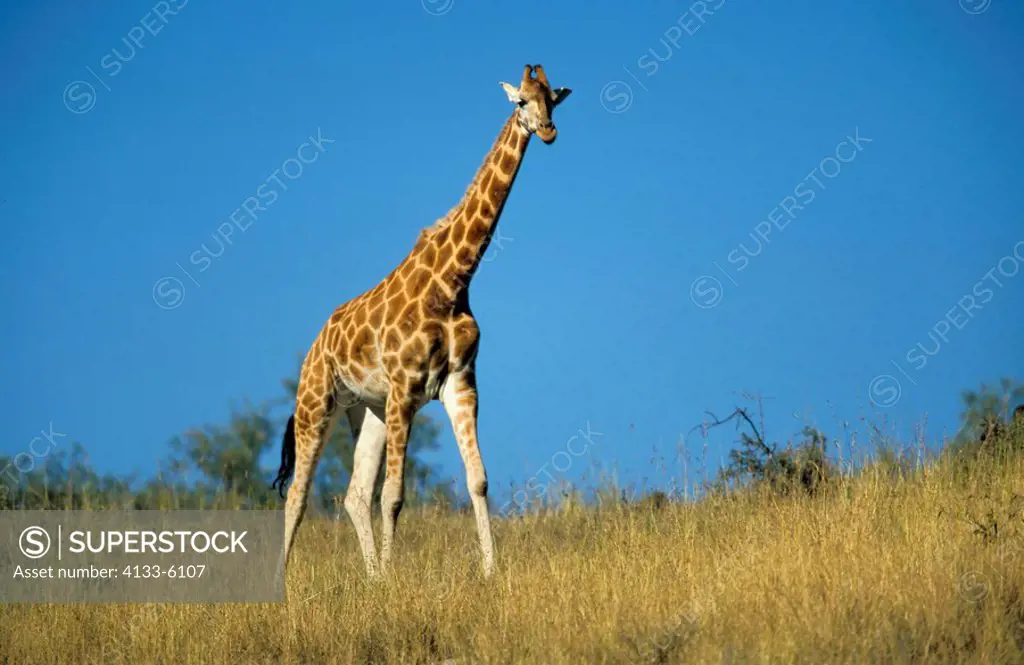 Rothschild Giraffe,Giraffa camelopardalis rothschildi,Nakuru Nationalpark,Kenya,Africa,adult