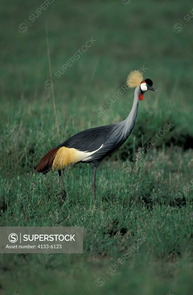 Crowned Crane, Balearica regulorum, Serengeti Nationalpark, Tanzania, adult
