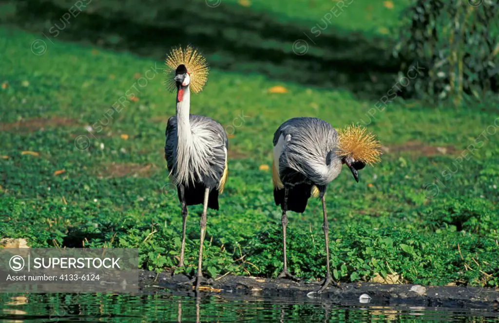 Crowned Crane, Balearica regulorum, Africa, couple