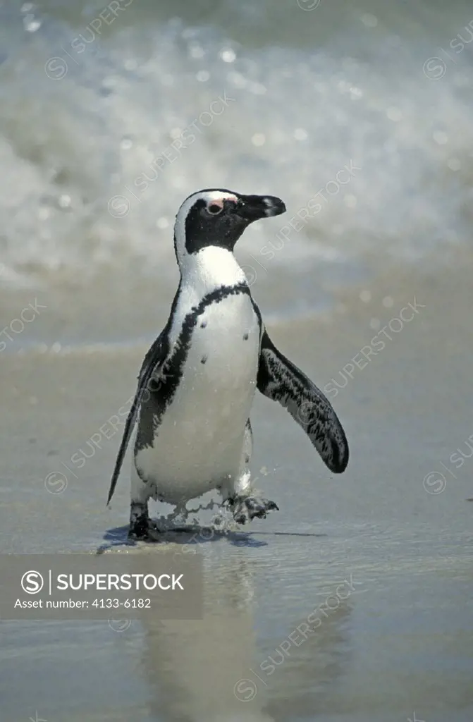 Jackass Penguin  , Spheniscus demersus , Boulders , Cape Peninsula , South Africa , Africa , adult walking on beach