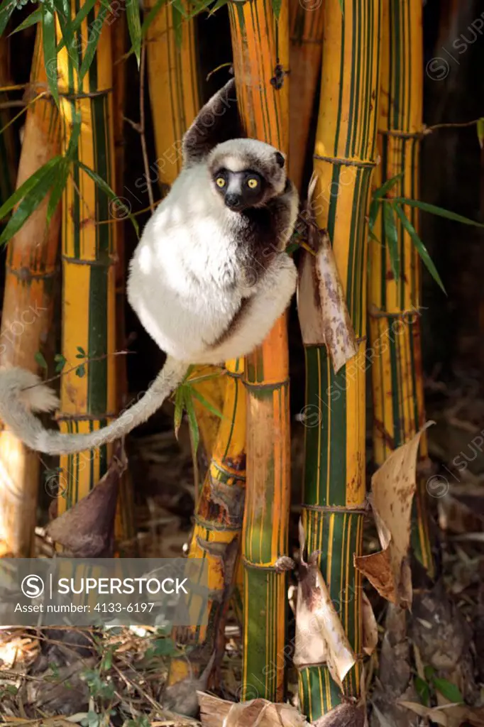 Verreaux`s Sifaka, Propithecus verreauxi coronatus, Madagascar, adult on bamboo
