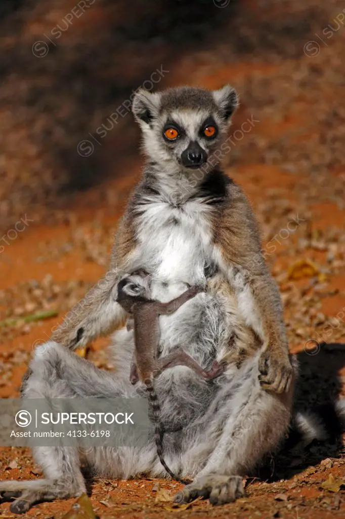 Ring Tailed Lemur, Lemur catta, Berenty Game Reserve, Madagascar, adult female with young suckling