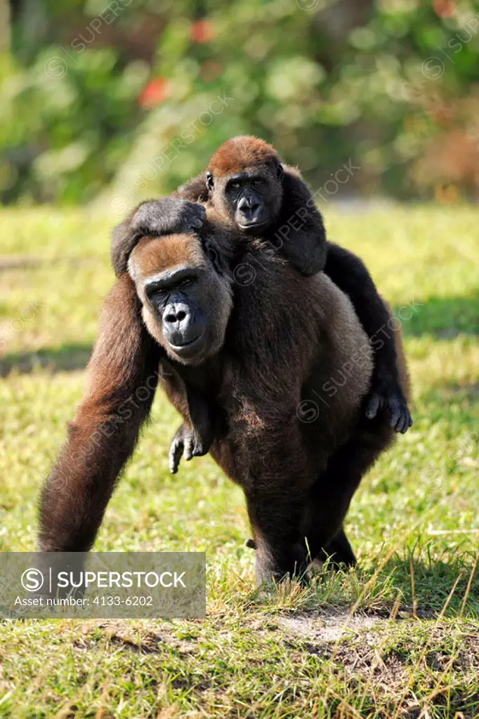 Lowland Gorilla, Gorilla g. gorilla, Africa, adult female with baby riding on back