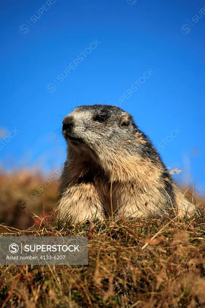 Alpine Marmot,Marmota marmota,Grossglockner Massif,National Park Hohe Tauern,Austria,Alps,Europe,subadult,resting