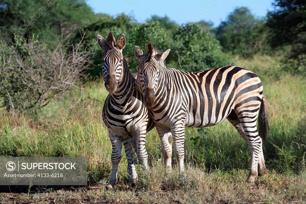 Plains Zebra,Burchell´s Zebra,Equus burchelli boehmi,Kruger Nationalpark,South Africa,Africa,couple