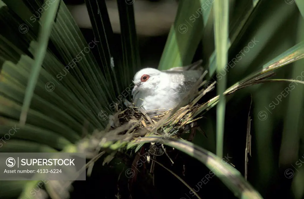 Diamond Dove , Geopelia cuneata , Australia , adult breeding on nest