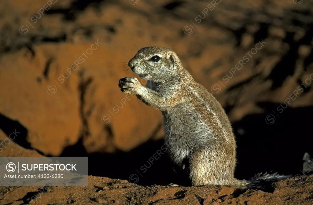 Ground Squirrel,Xerus inaurus,Kalahari Kgalagadi Transfrontier Park,South Africa,Africa,adult feeding at cave in last sunlight